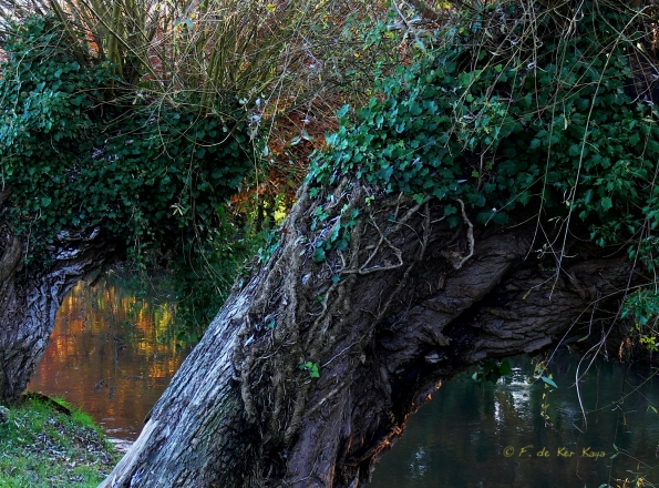 Chant d'automne 2012 (8)